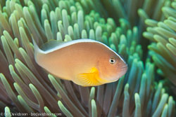 BD-141021-Bali-5865-Amphiprion-akallopisos.-Bleeker.-1853-[Skunk-clownfish].jpg